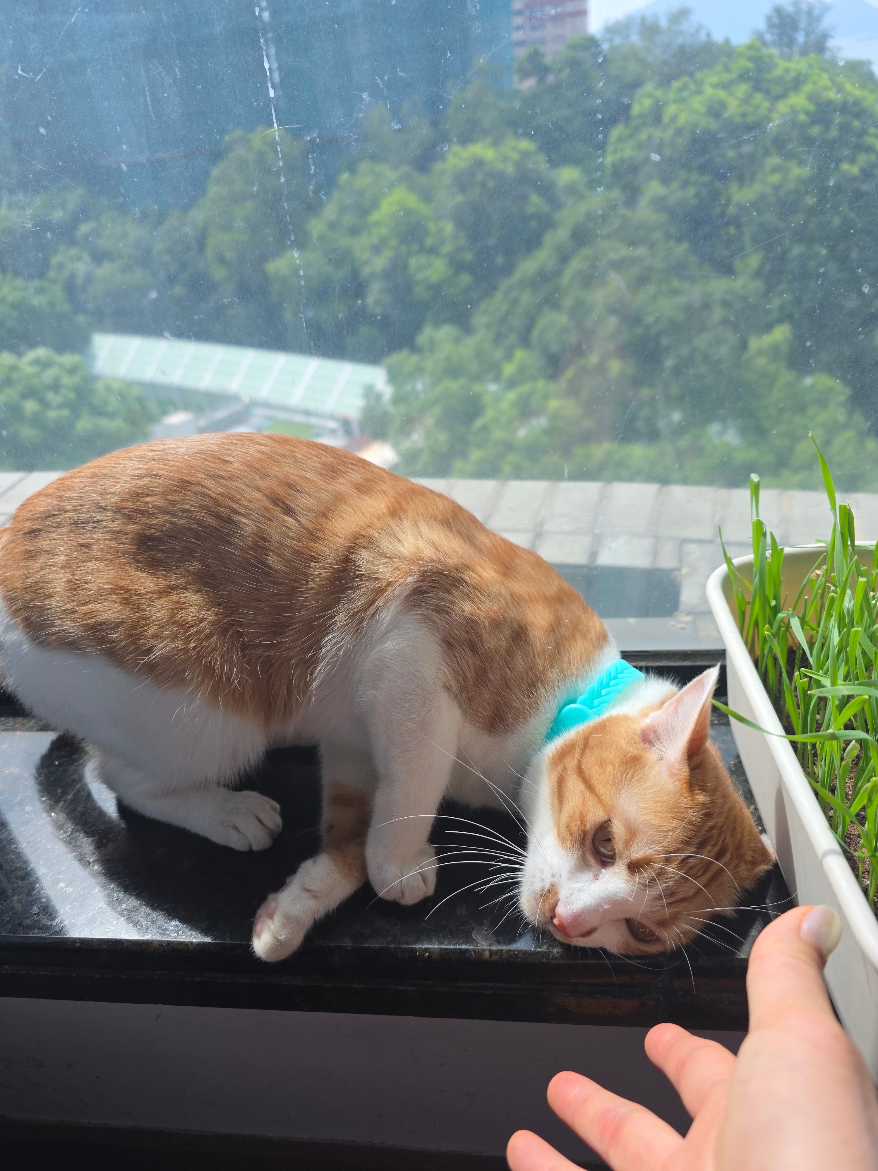 早安[超话]早哇！虎虎已就位，躺下装可爱，就等你来夸！🐯✨ ​​​