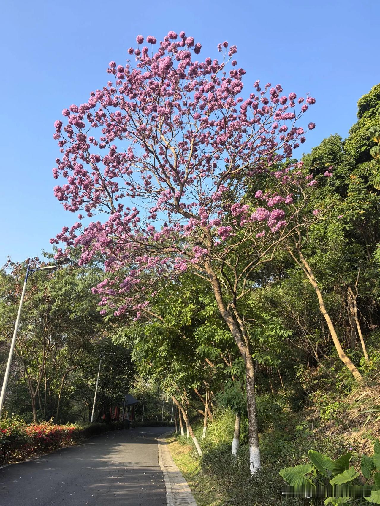 主力预判了散户的预判，提前下手。
抢跑你们又没我们速度快…
目前大盘还有成交量在