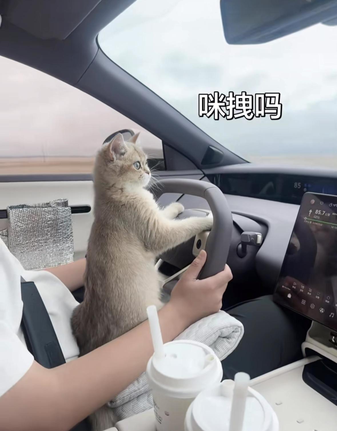 智商不够的人真的别开车了，为了流量无所不用其极，居然把猫抱在方向盘上面拍视频，评