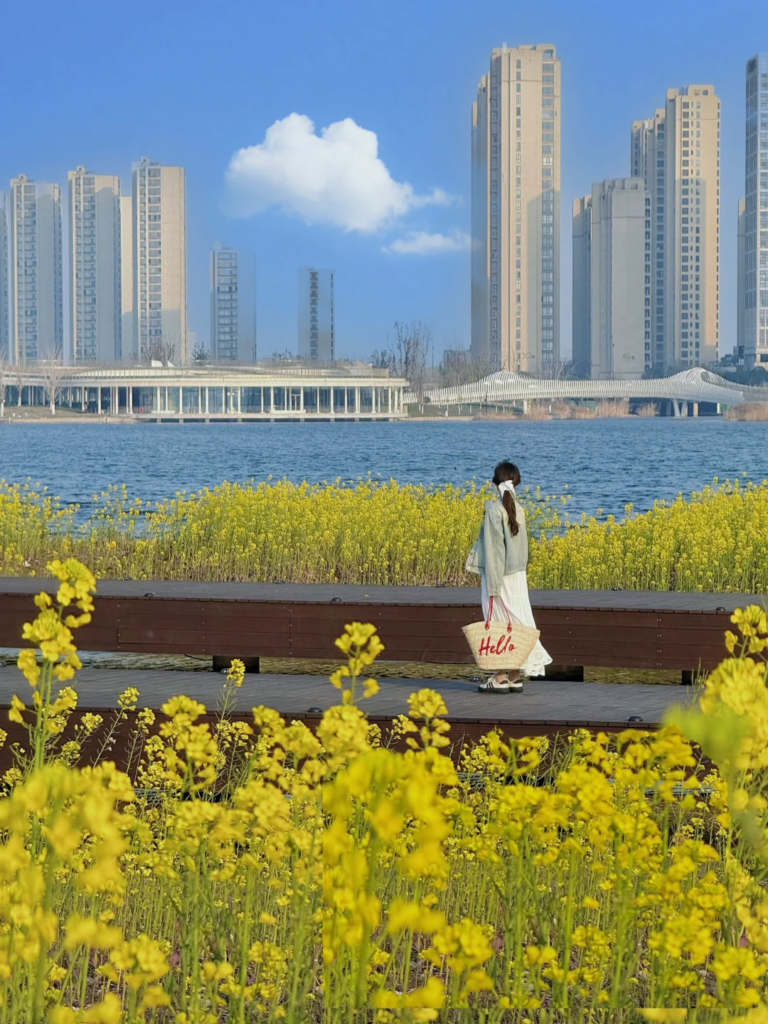 2.28实况！杭州“海边”油菜花田开好了