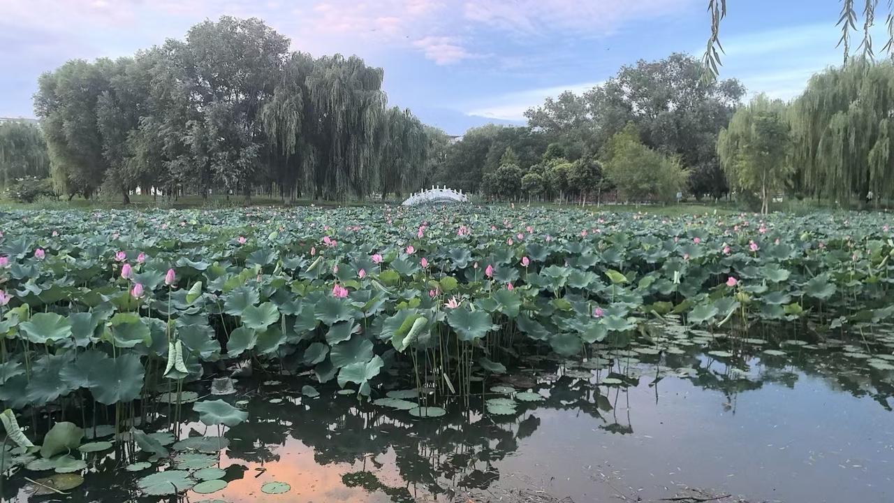 我给自己下定的任务，一天写文章十篇，两个平台，一个地方5篇。表妹说我，又不是过不