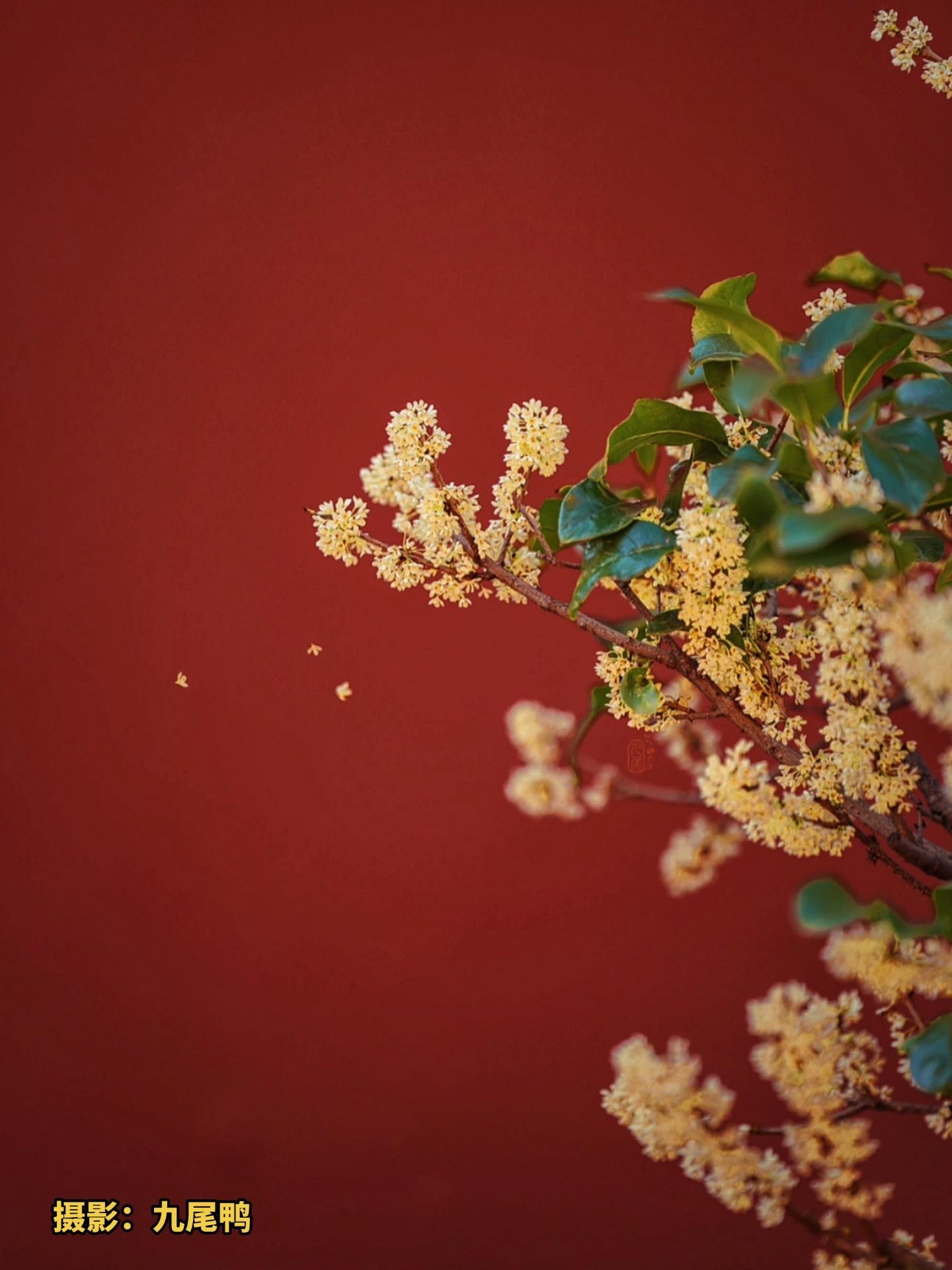 故宫·桂树。援北斗兮酌桂浆，辛夷车兮结桂旗——先秦· 屈原《九歌》 
中国桂花树栽培历史达2,500年以上
最早的文字记载
可追溯至战国时代《山海经》：招摇之山多桂 
我对桂花的初印象，是朋友从南方带来的桂花年糕手信，放在蒸锅里加热，满室飘香 
我对桂树的初印象，是某年秋游故宫，路边串串桂花挂满枝头，走很远还能闻到香味儿 
每逢中秋国庆，故宫神武门、承光门、慈宁宫和慈宁宫花园都会摆放有桂树，品种有金桂、银桂和丹桂 
桂树适应于亚热带气候，广泛栽植与江浙一带，耐高温而不甚耐寒，北方露地栽植越冬困难，需栽植于木