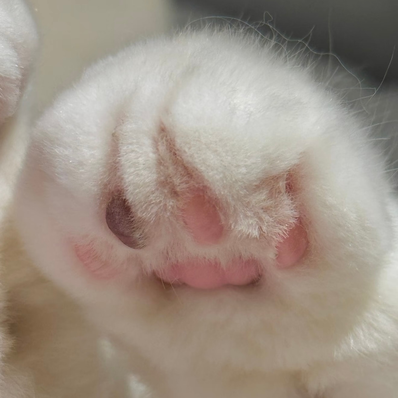 王鹤棣打招呼就这样露出猫爪＞𐋣＜ 🐾： 