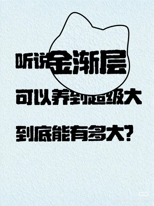 听金渐层可以养到超级大，到底能有多大？