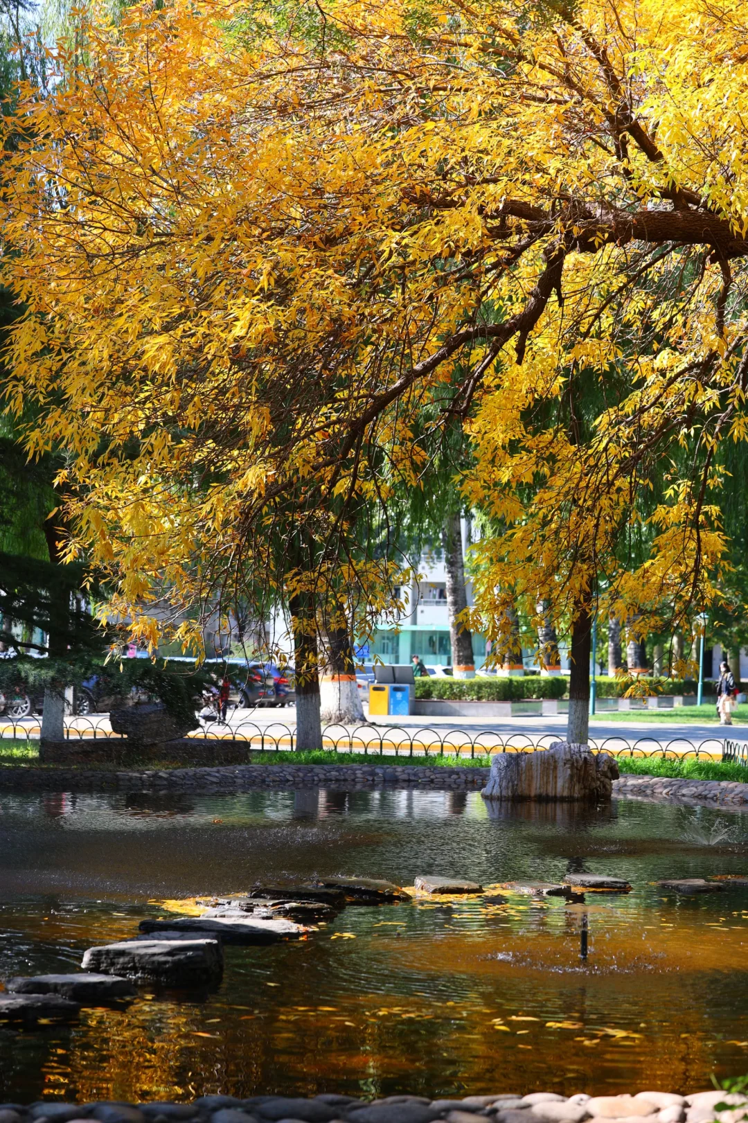 说个小众赏秋地：人民大学·一勺池实况