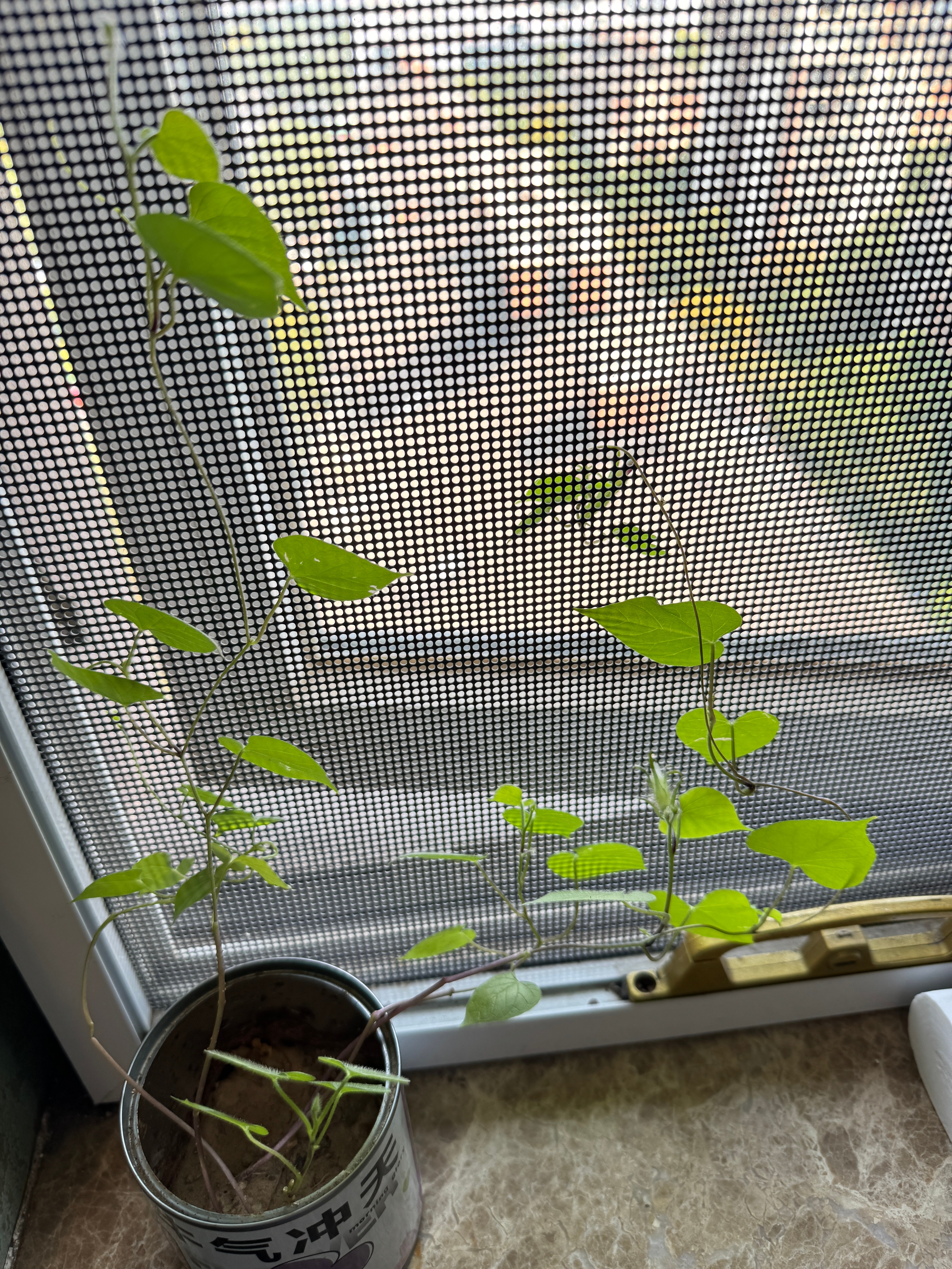 泉州亚朵送的种子，回来一直养着，真的种出了牵牛花！有花苞了！ ​​​