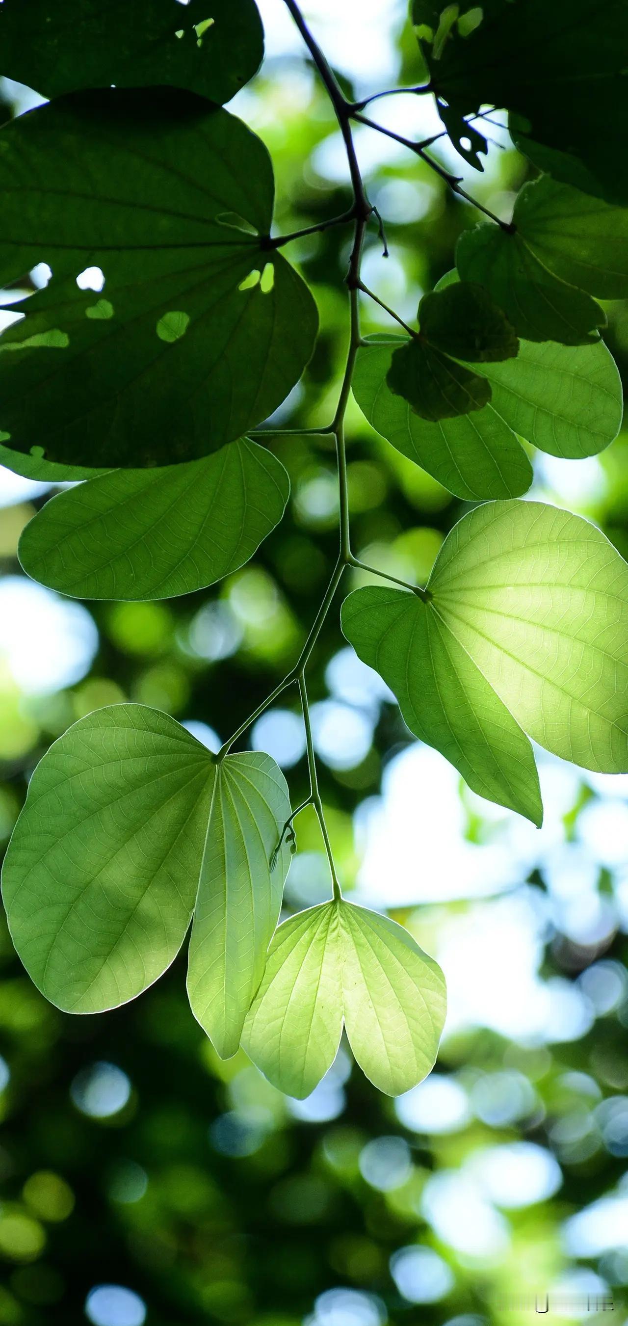 真正让领导头疼的，不是员工躺平，而是他算得太清。
你发现了吗？
单位里那些曾经最