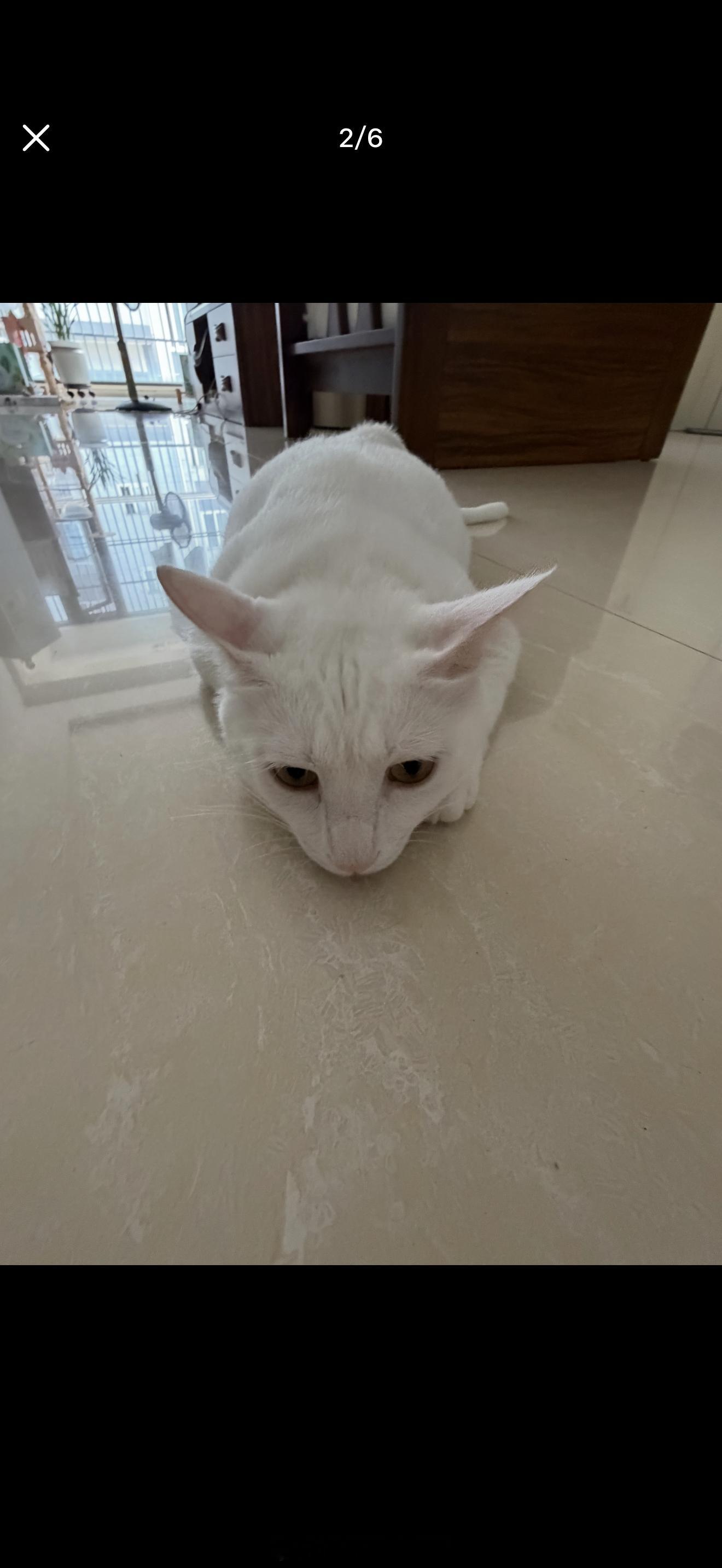 想成为一只什么也不想的猫 ​​​