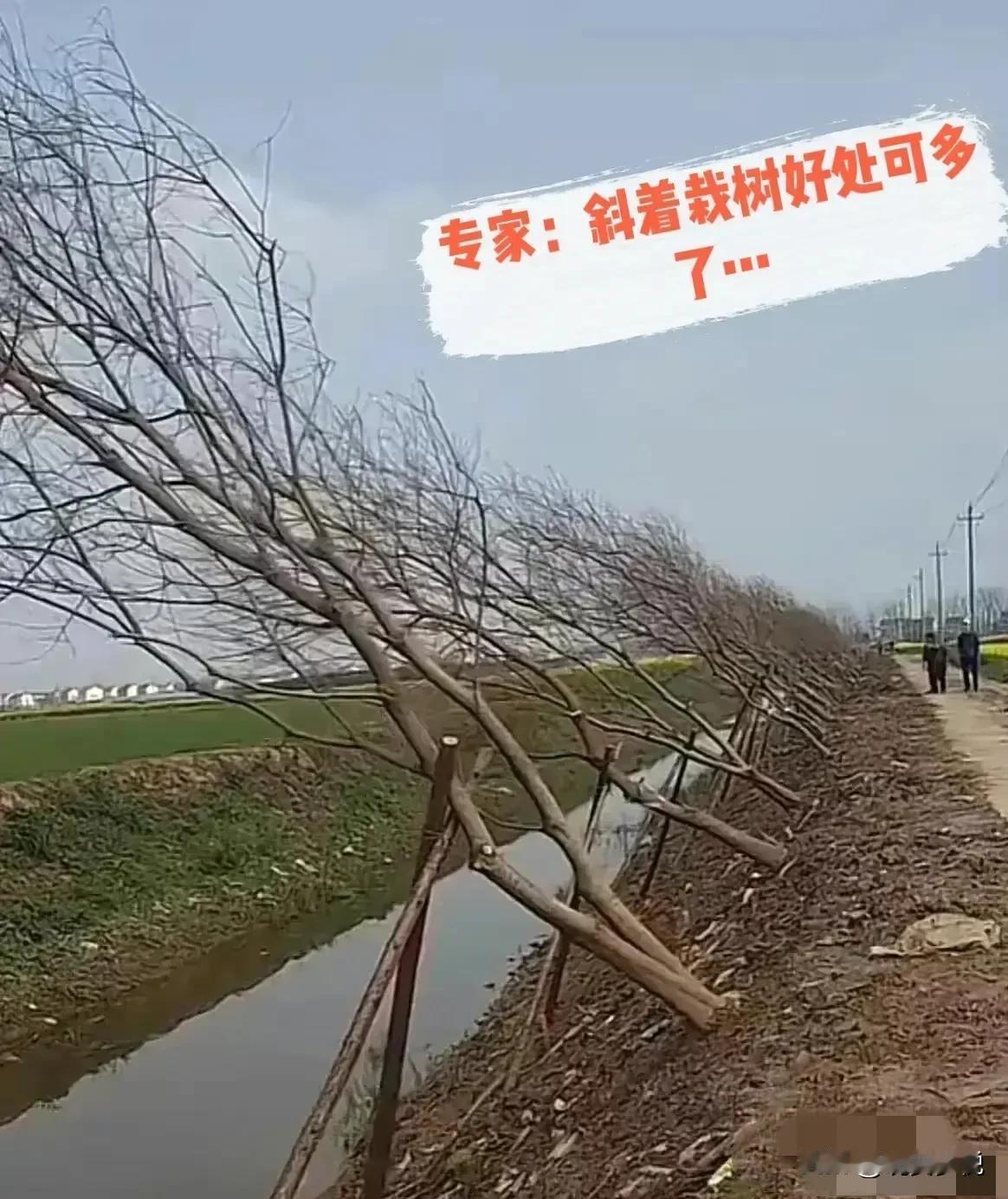 这才是真正的专家，不研究怎么对付人，研究怎么对付树，一劳永逸的做法，把树种歪，既