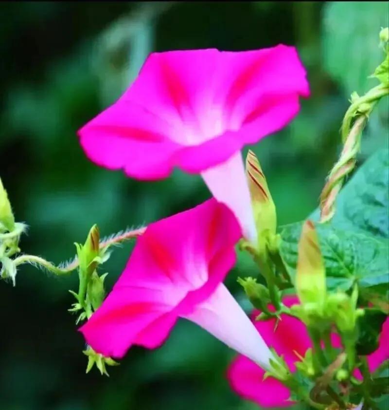 这首《陌上牵牛花》写得真好！藤蔓凝翠、芳华迎晖的画面感扑面而来，尤其“一身向阳伴