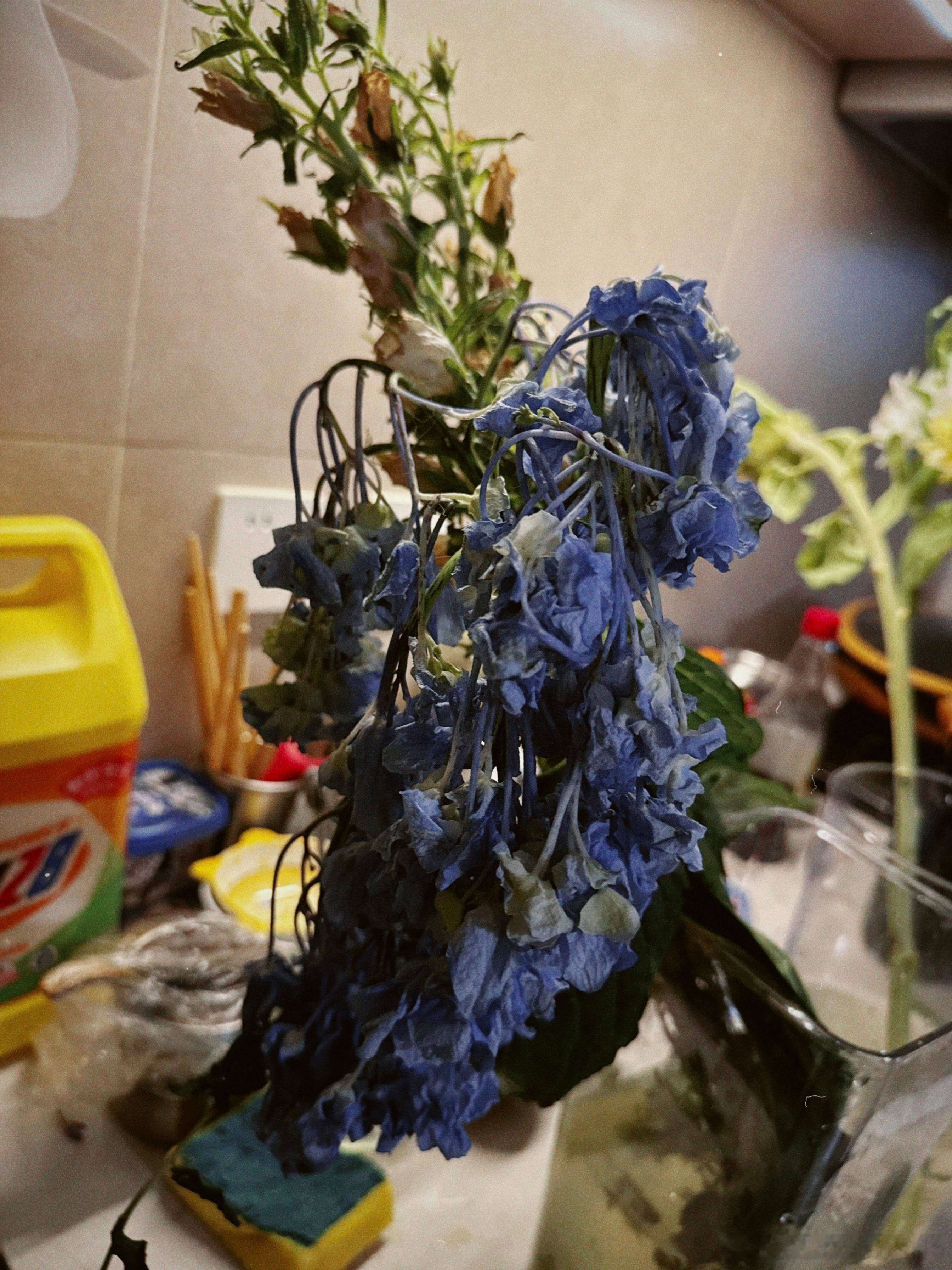 打理了朋友A送的花，蓝绣球养死了，活了几天。收到朋友B的礼物，感觉很温馨。打扫了