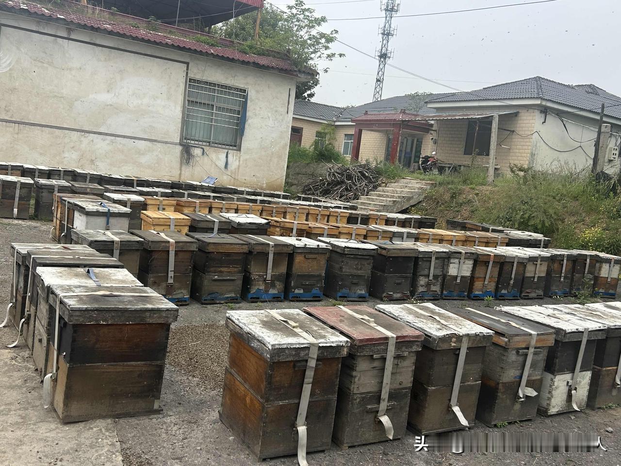 养蜂人遭遇药害该如何生存个人观点

真心觉得养蜂人遇上农药药害太无奈了，辛辛苦苦