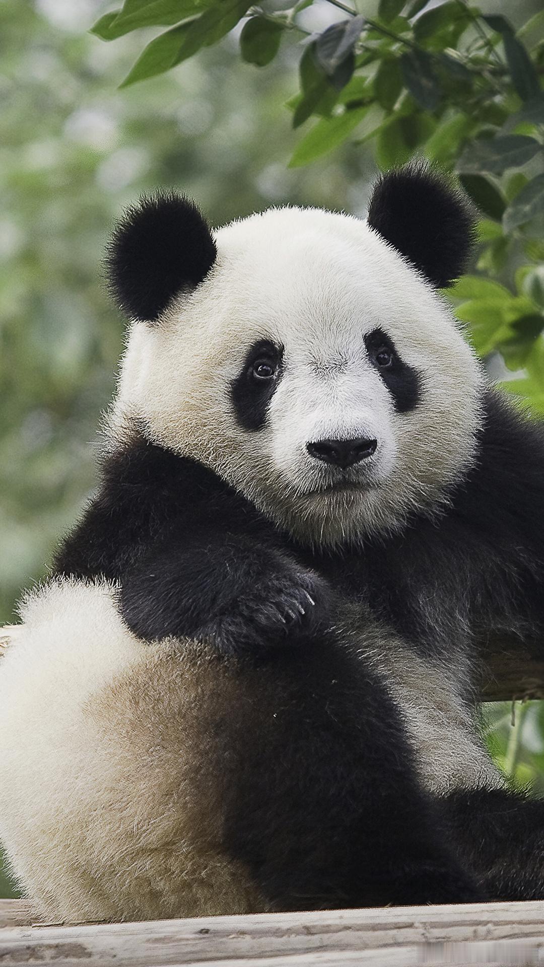 熊猫守护者[超话] ①☀️极好 764，🉑蹭  ，🈲快🧱②与极好的人hu动
