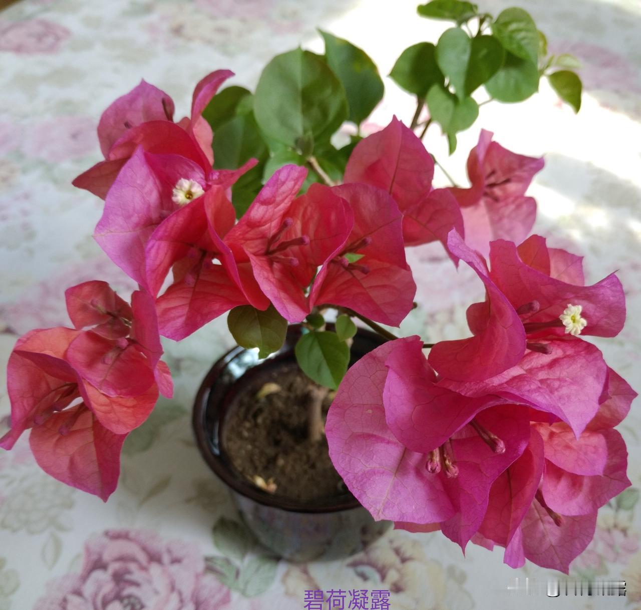 人生中难免会遇到挫折，只有真正经历过挫折的磨砺，才能从中醒悟，最终实现大彻大悟！