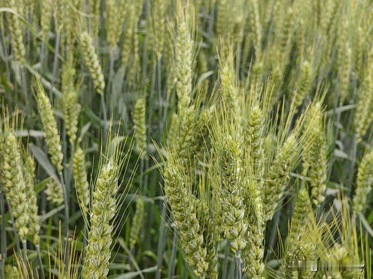 上当受骗的根本原因是什么上当受骗的根本原因在于：贪便宜求捷径，轻信“高收益零风险