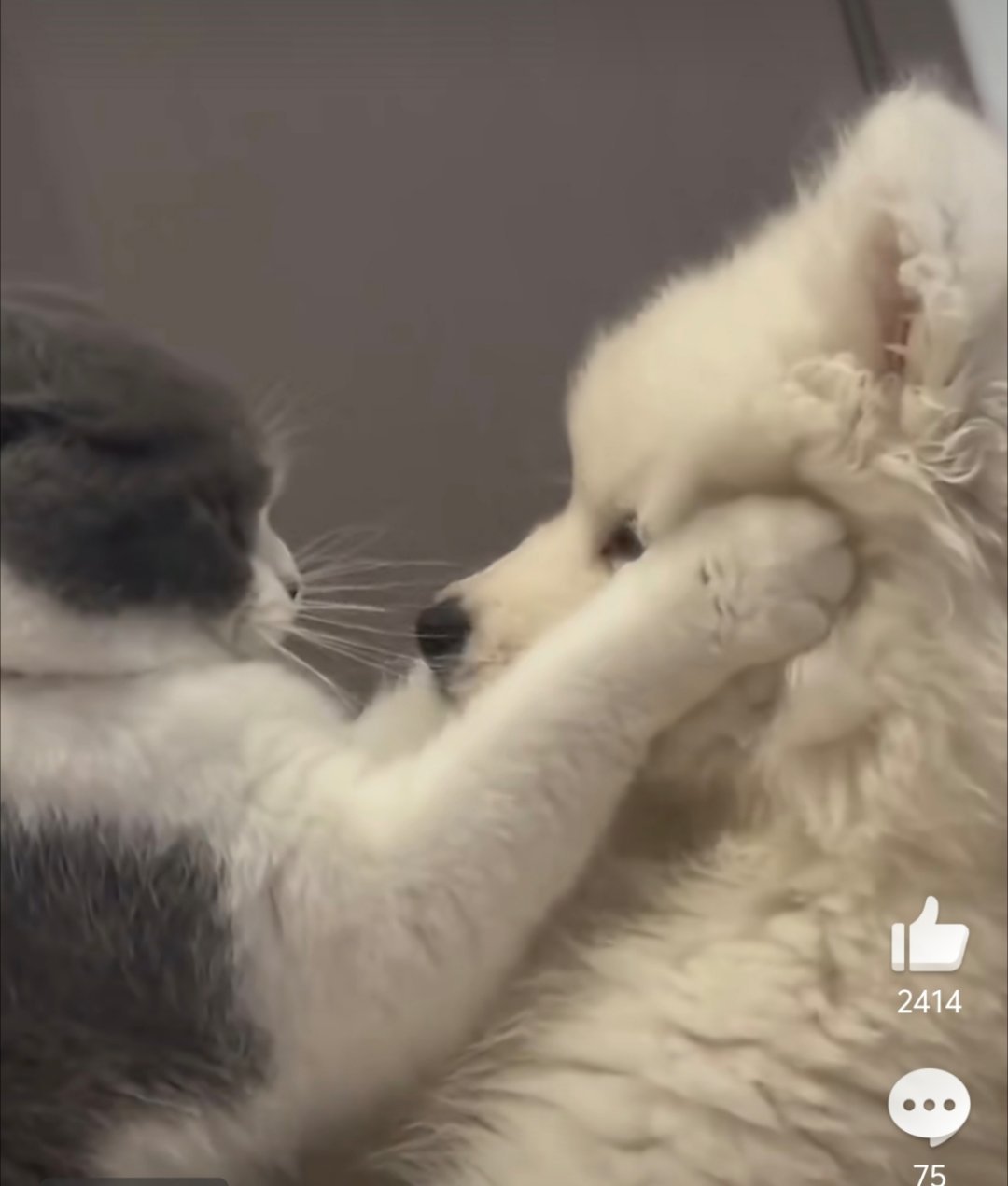 小猫捧着耶耶的脸亲了两下 猫猫：咬死你！ 主人：它亲它耶！ 