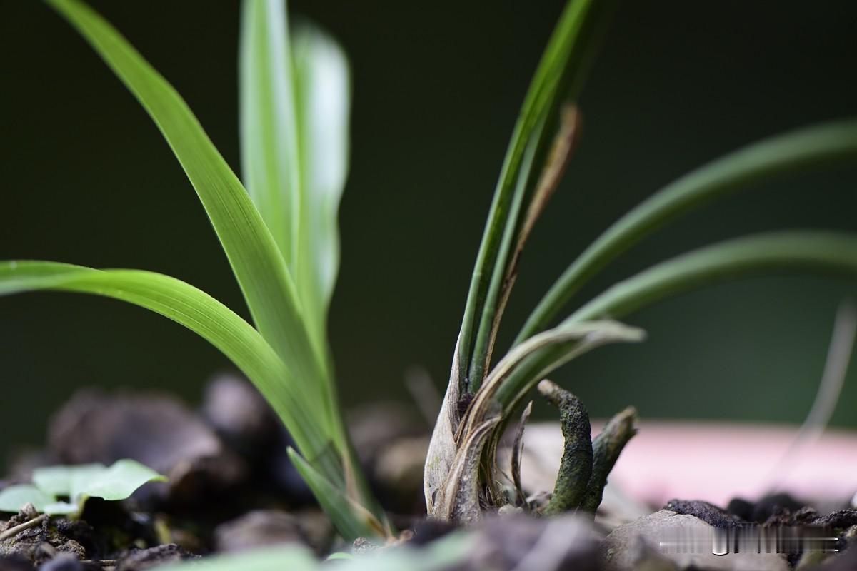 今天发了一篇文章，其中讲到我自己的一盆春兰，合理施肥后15天时间，新芽长势很快。