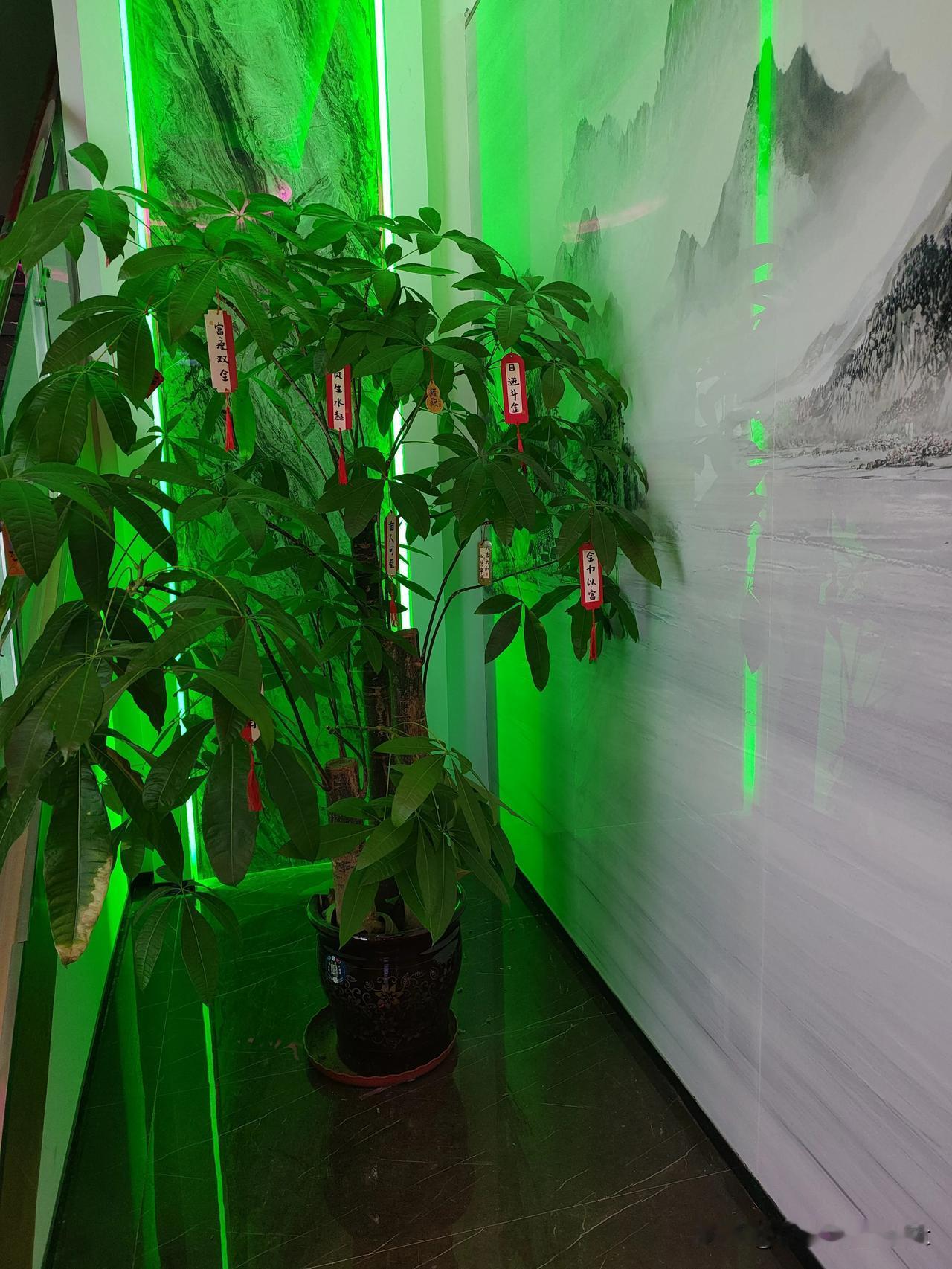 看这棵发财树长得枝繁叶茂的，枝桠上还挂着红红火火的祈福牌，搭配着旁边的山水墙画和