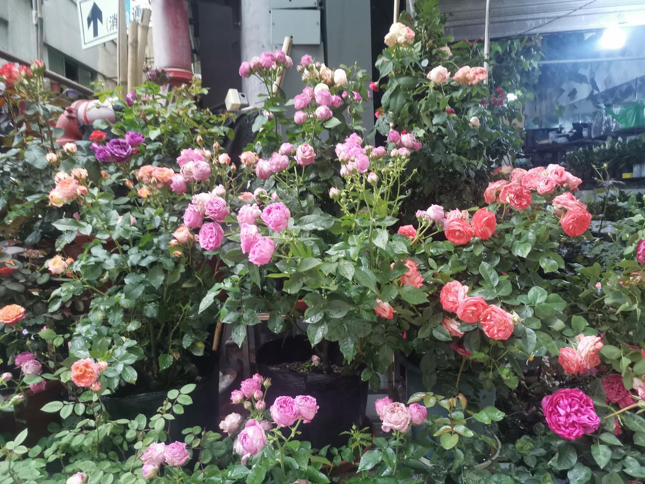 分享一张最近随手拍的照片