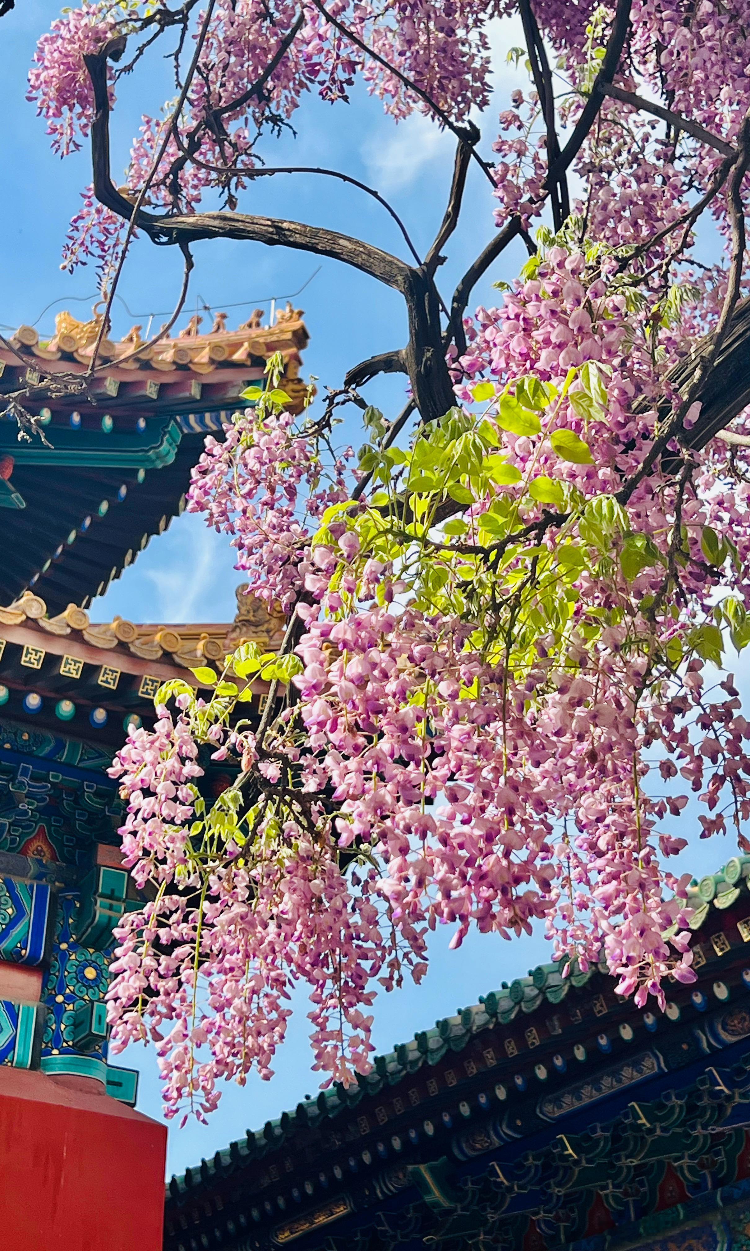 孔庙国子监 紫藤花开摄影