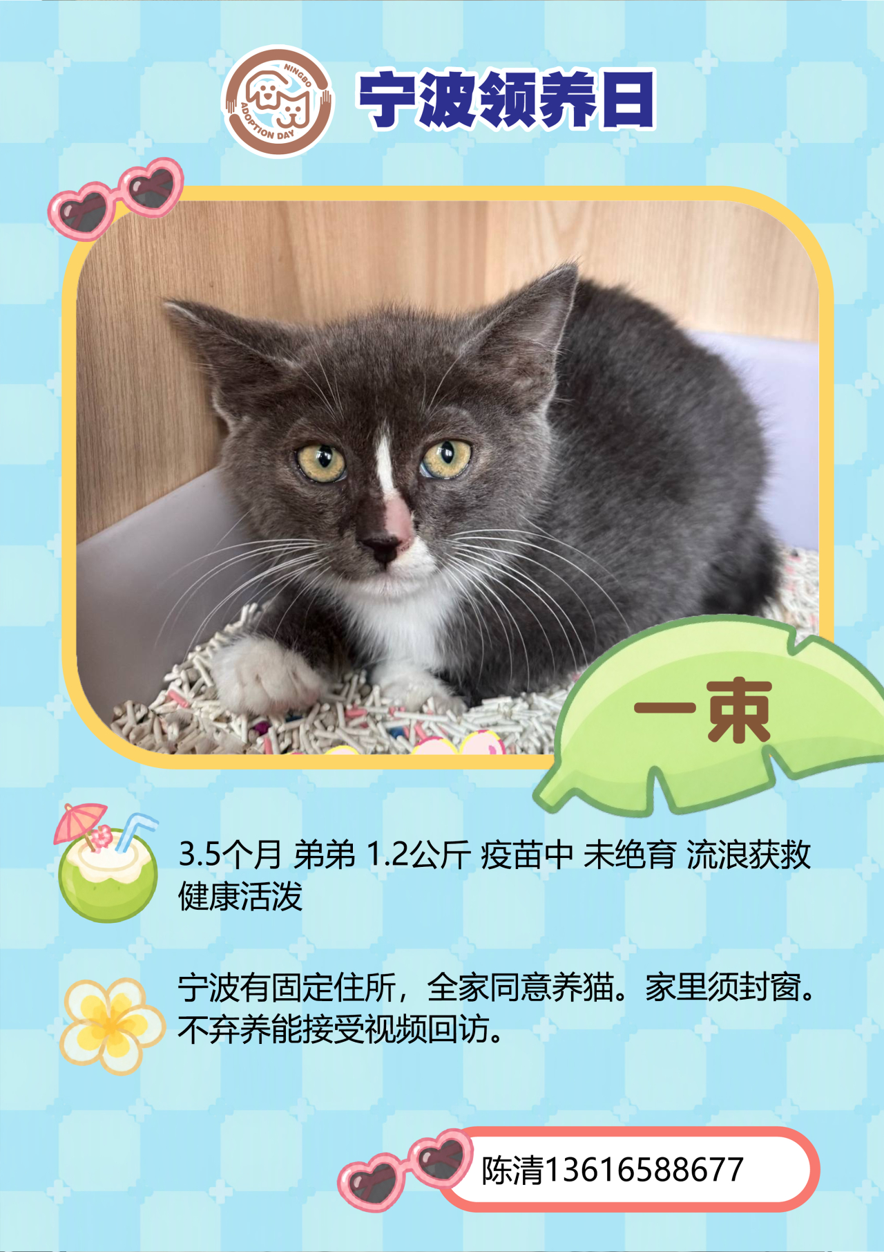 三场狂欢！🐱🐶第115届宁波领养日来啦 ！江北万达等你！每天都有60＋的毛孩