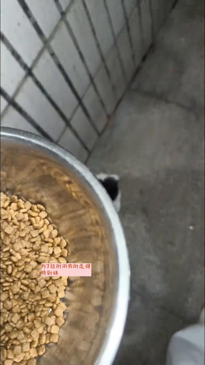 喂流浪猫的巨大功效。
喂流浪猫有个巨大的功效，致喂流浪猫全程走着去，为了赶时间有