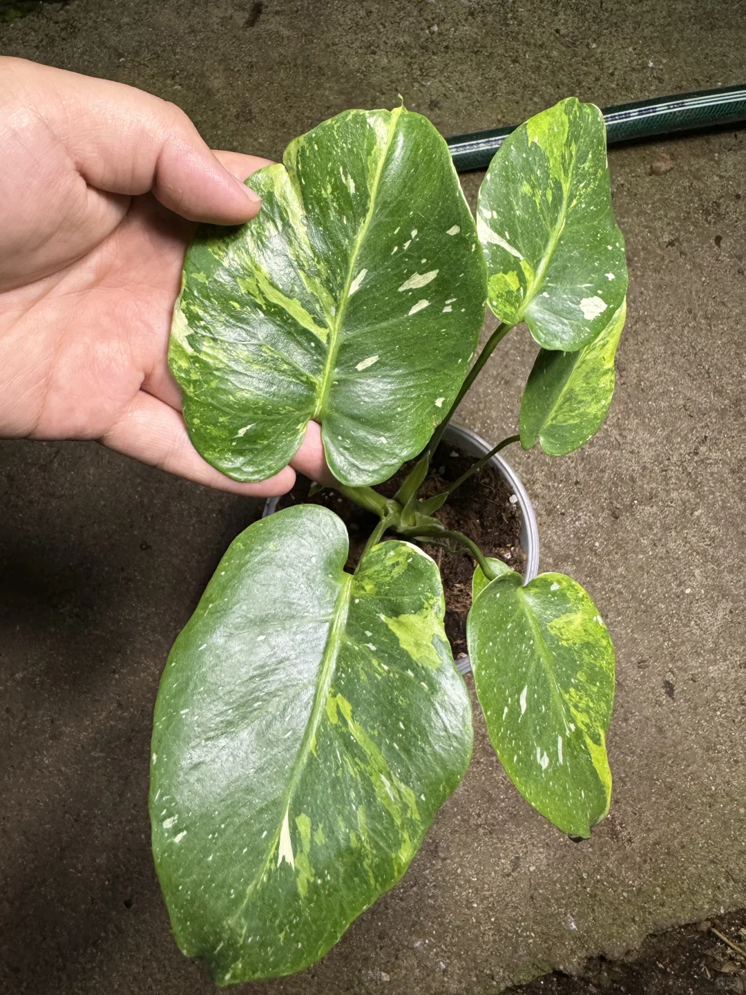 荧光绿三色 Green Tricolor Monstera