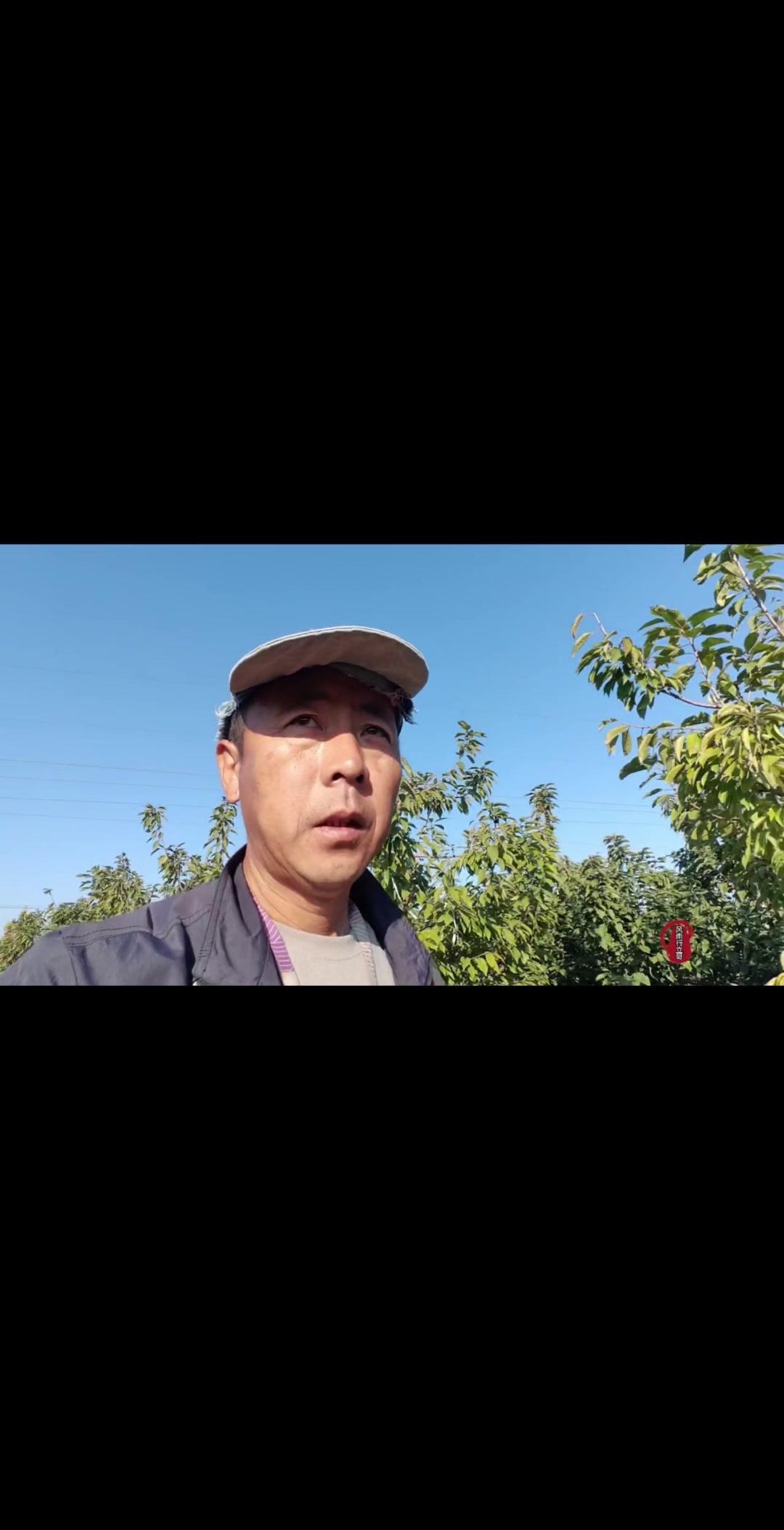 大樱桃幼苗定植，第一年真不建议施肥？🍒大樱桃定植1年幼苗，定植后到底该不该施肥