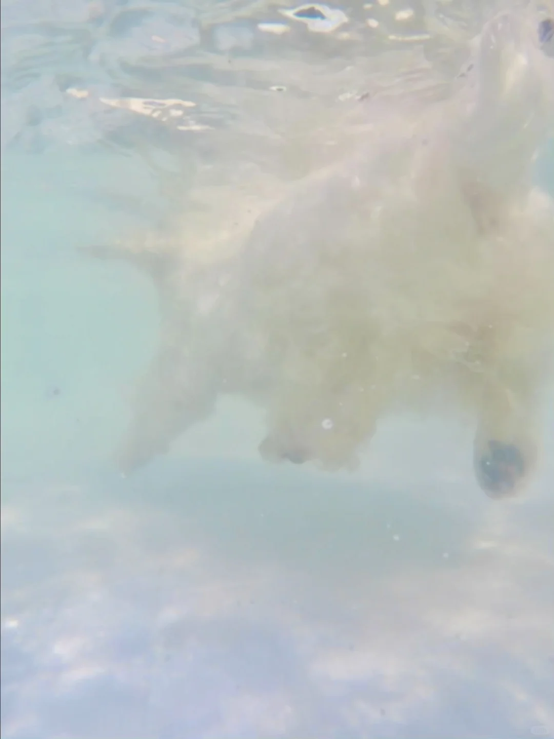 露台泳池趴 隔壁小狗都给羡慕哭啦