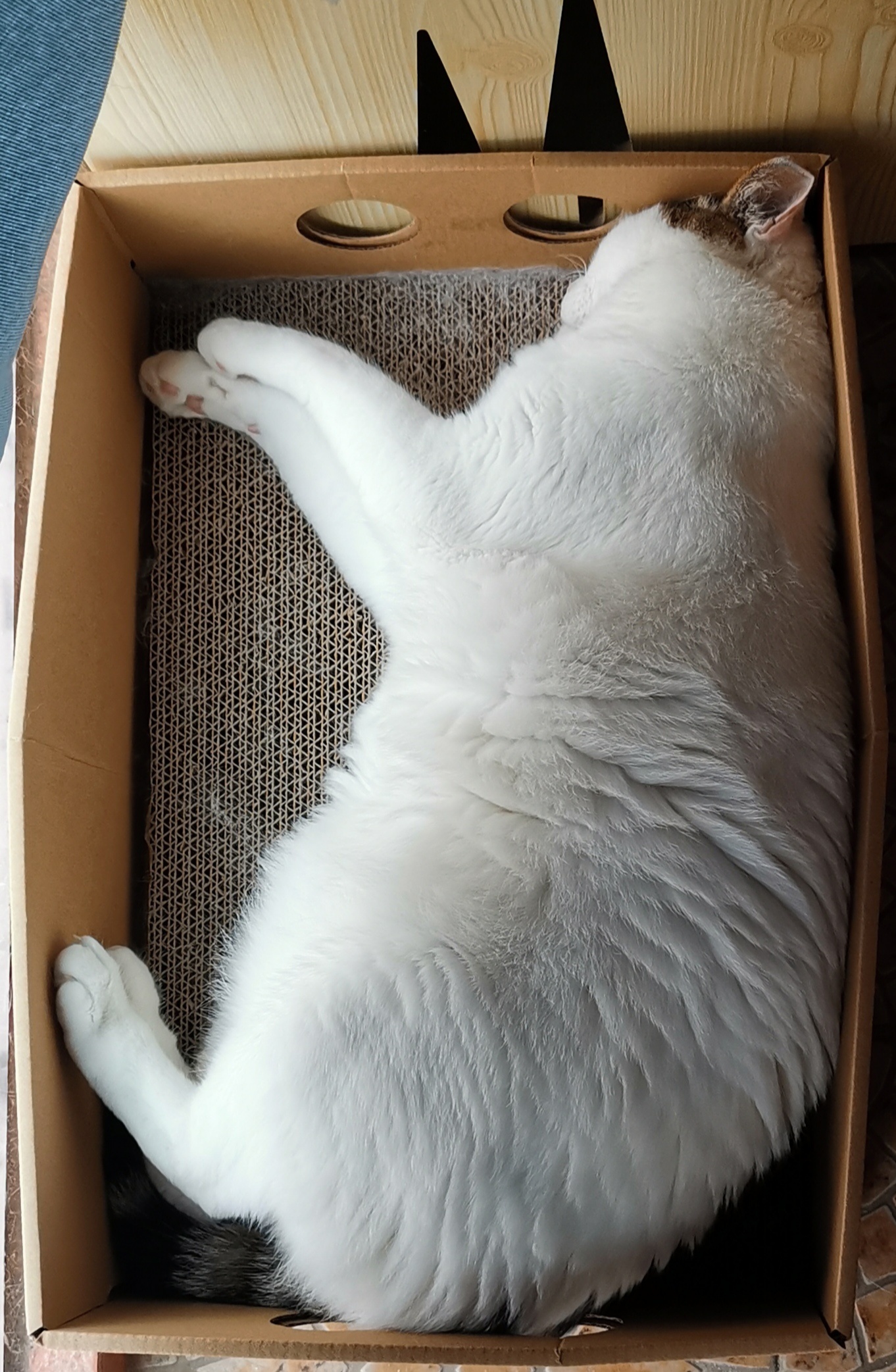 猫宁。今日多帅强弟，一睡一醒。一日二猫，洋猫小黑，中猫啃什么？