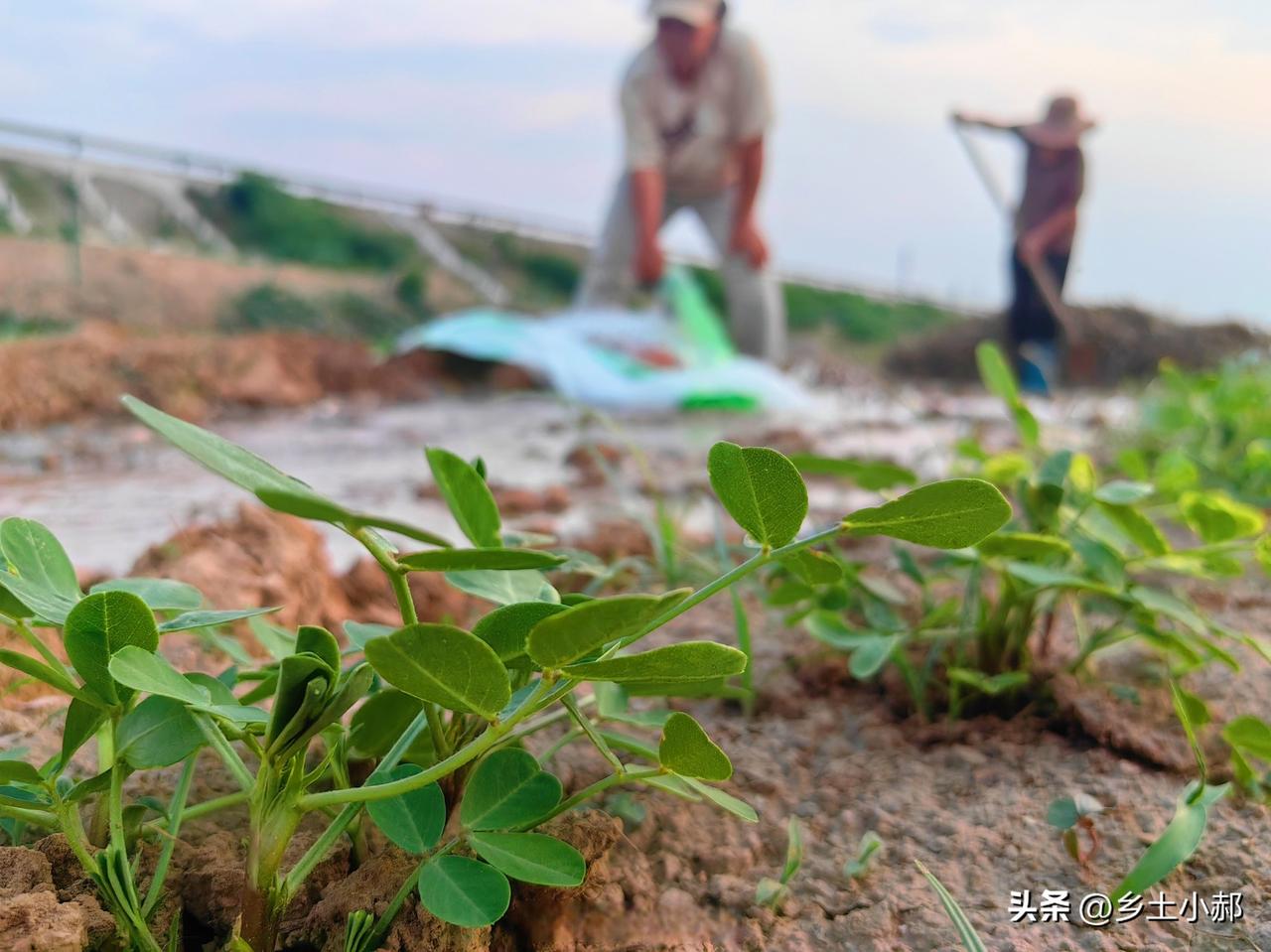 花生遇旱该不该浇水？多数农户都做错了，难怪产量上不去

老话说：有收无收在于水，
