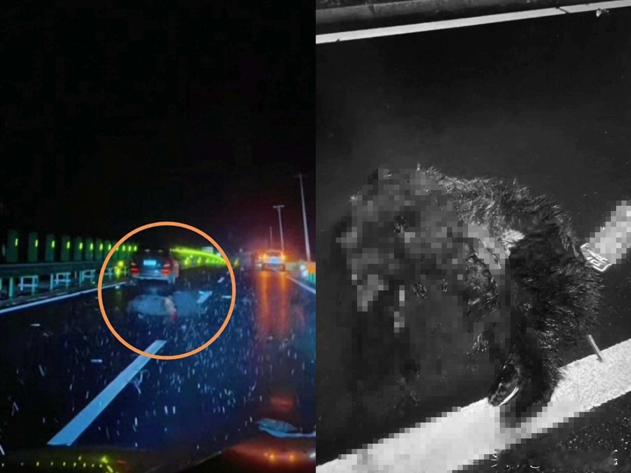 吉林女子驾车不慎撞死一头黑熊，交警称驾驶员没事且不涉及处罚，律师：意外撞死野生保