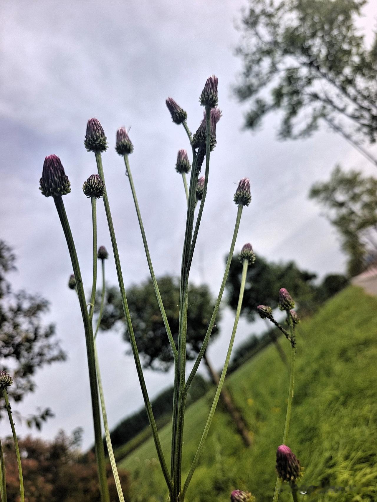 夫妻相伴五十年
日子是苦还是甜
恩恩怨怨都从前
知心话儿说不完

人生就是那点事