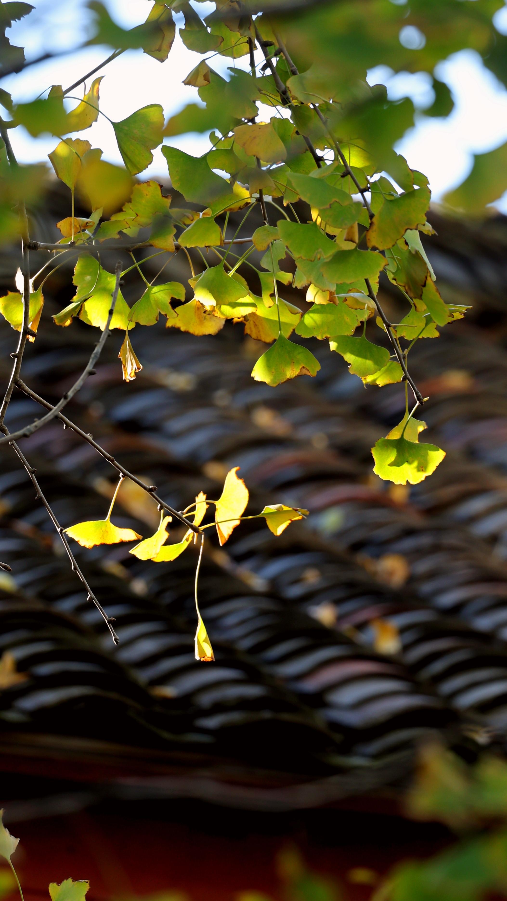 银杏 摄影分享 别致的风格