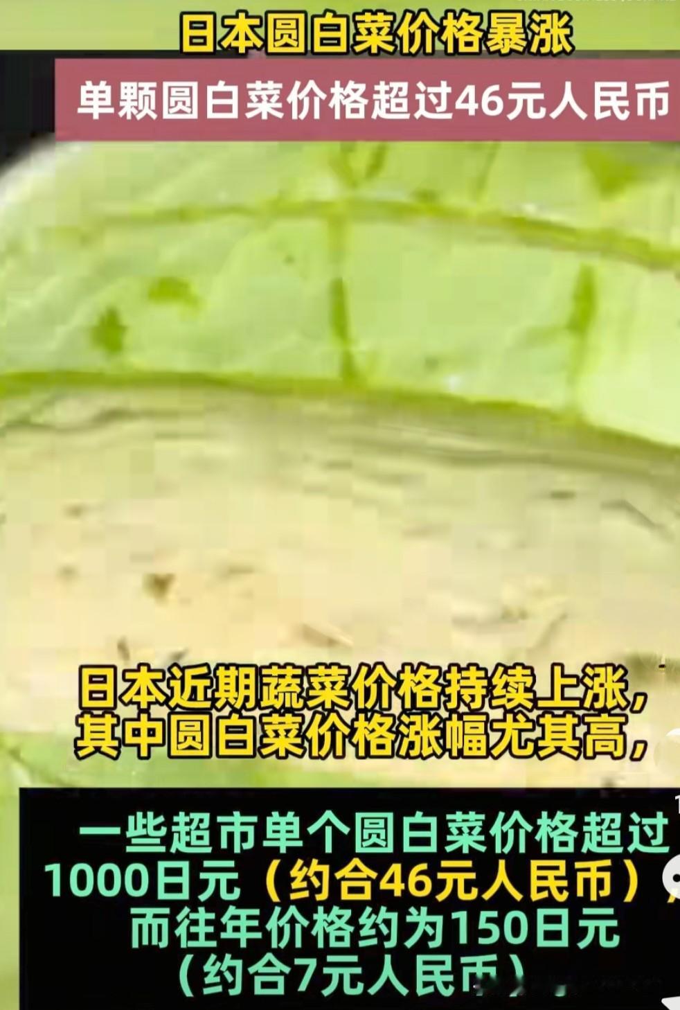 日本大白菜单颗卖1000多日元的新闻把我看迷糊了，《极目新闻》上说: 在日本东京