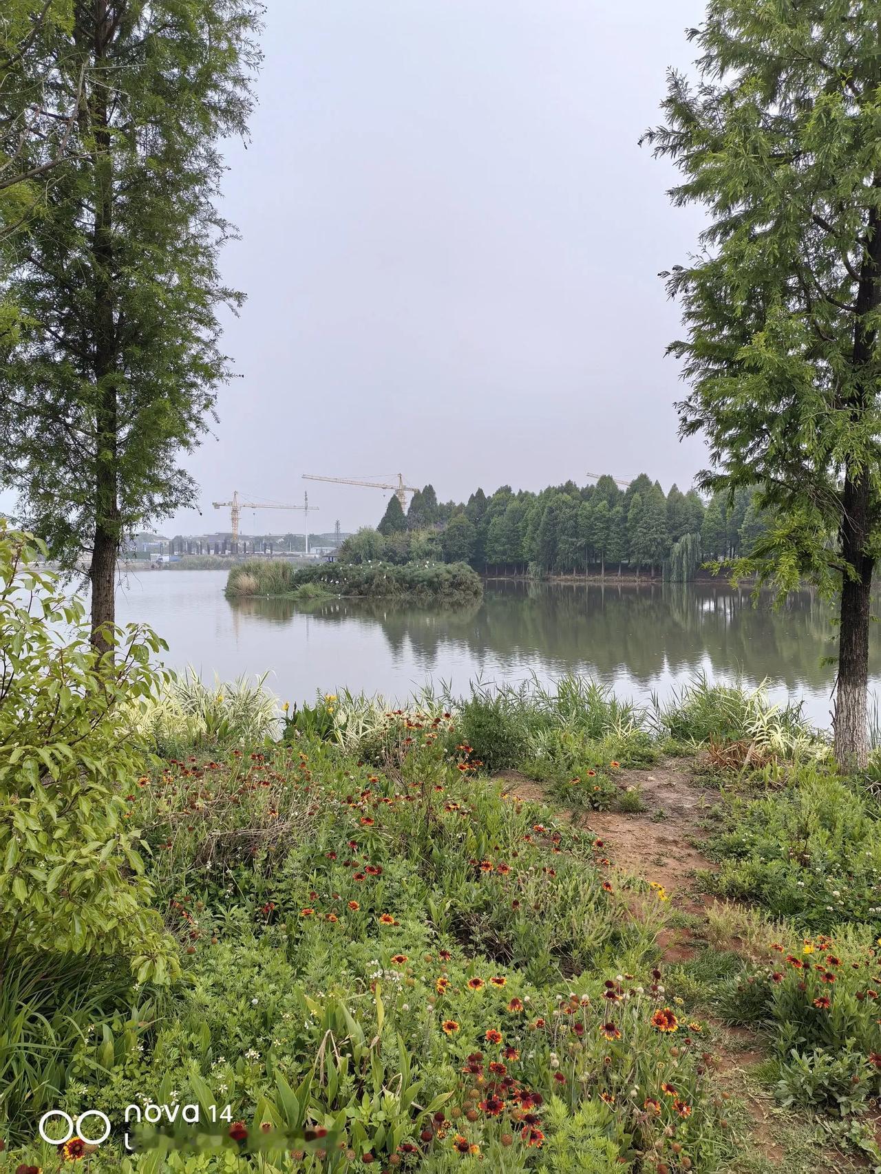 昆明西亮塘湿地公园，也是一个野生鸟类的栖息地。