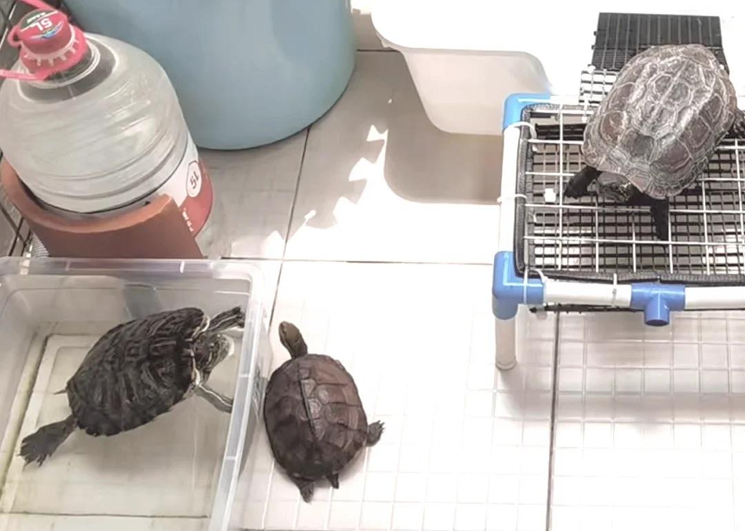 多孩家庭的温馨时刻
养龟日记 养龟乐趣多 草龟晴子姐 像小狗狗一样的龟龟 巴西龟