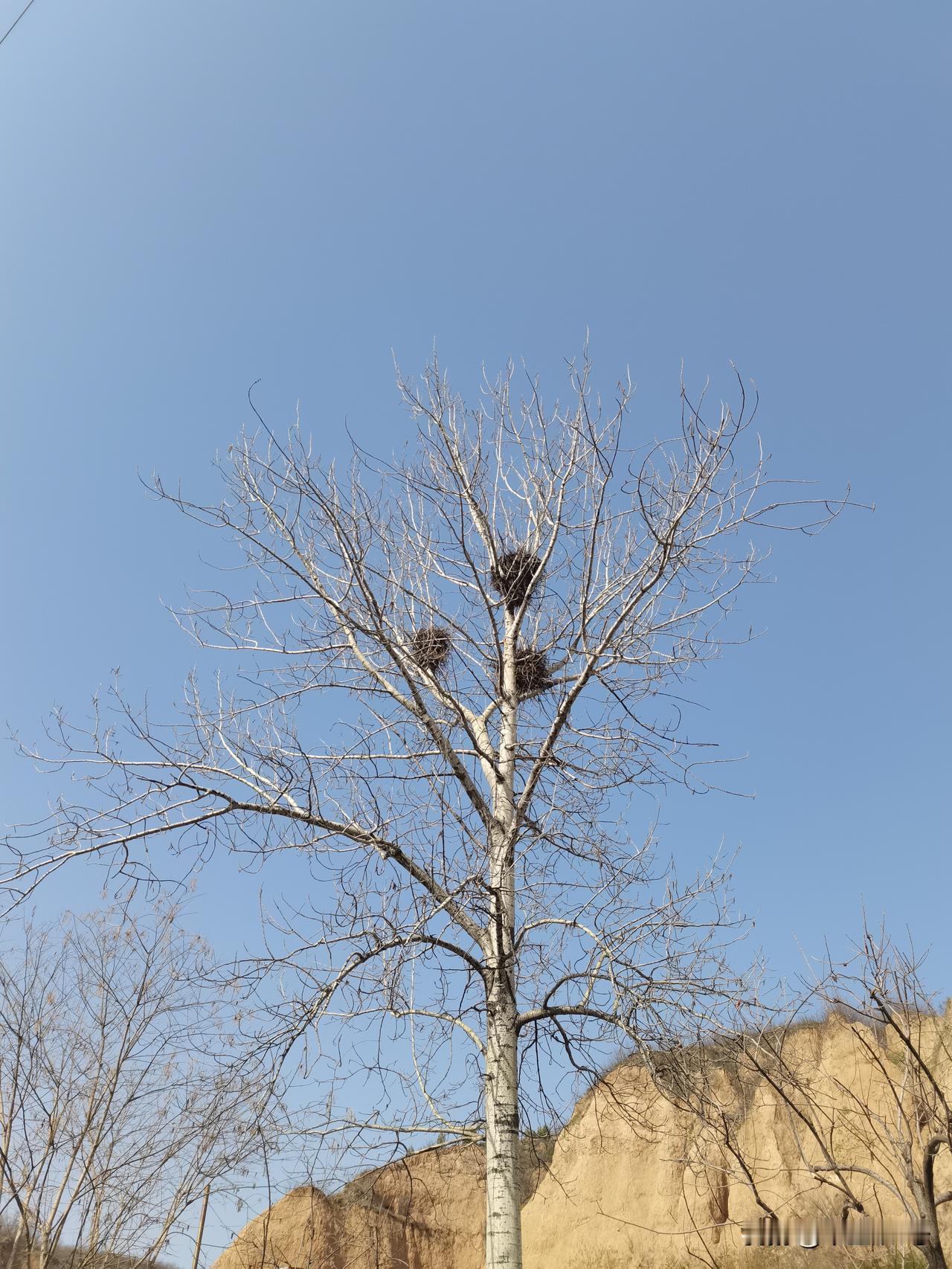 喜鹊开会。
记得深冬骑行路过洪水村，一片空地，看见二三十个喜鹊松散的在一起，蹦蹦