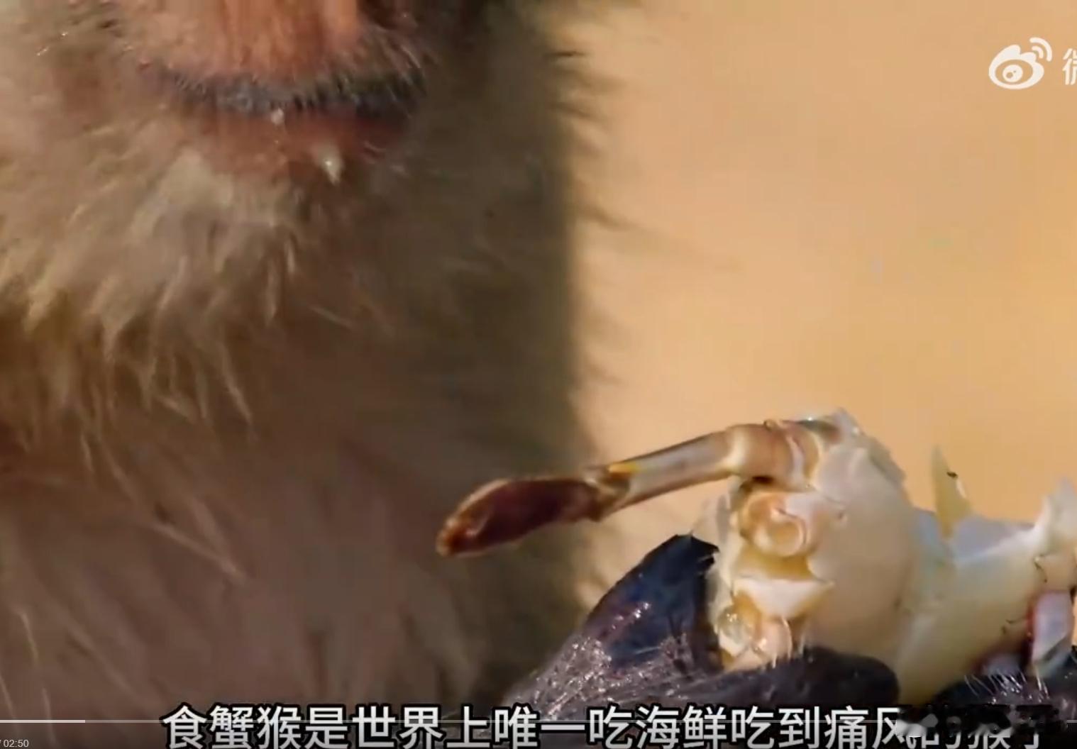 吃海鲜吃到痛风的猴子   它吃这么多大寒食物会痛经吗 