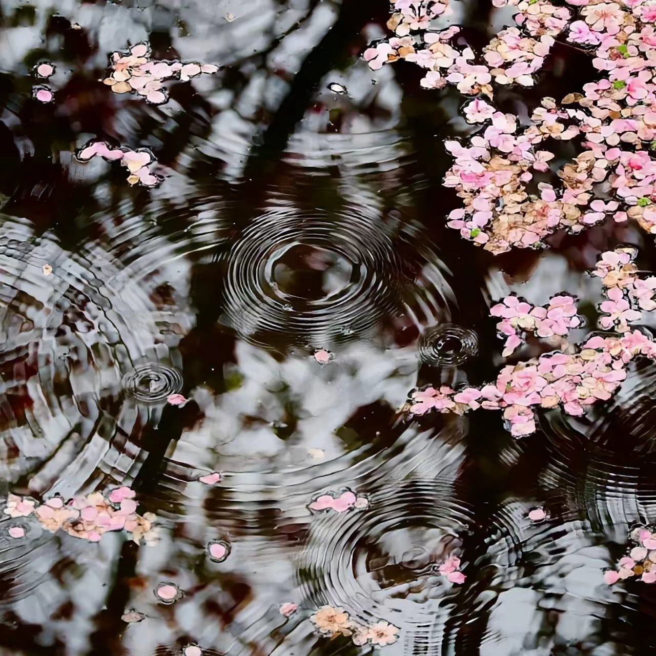 好看朋友圈背景图推荐└(^^*)┐ ┌(*^^)┘朋友圈背景图背景图