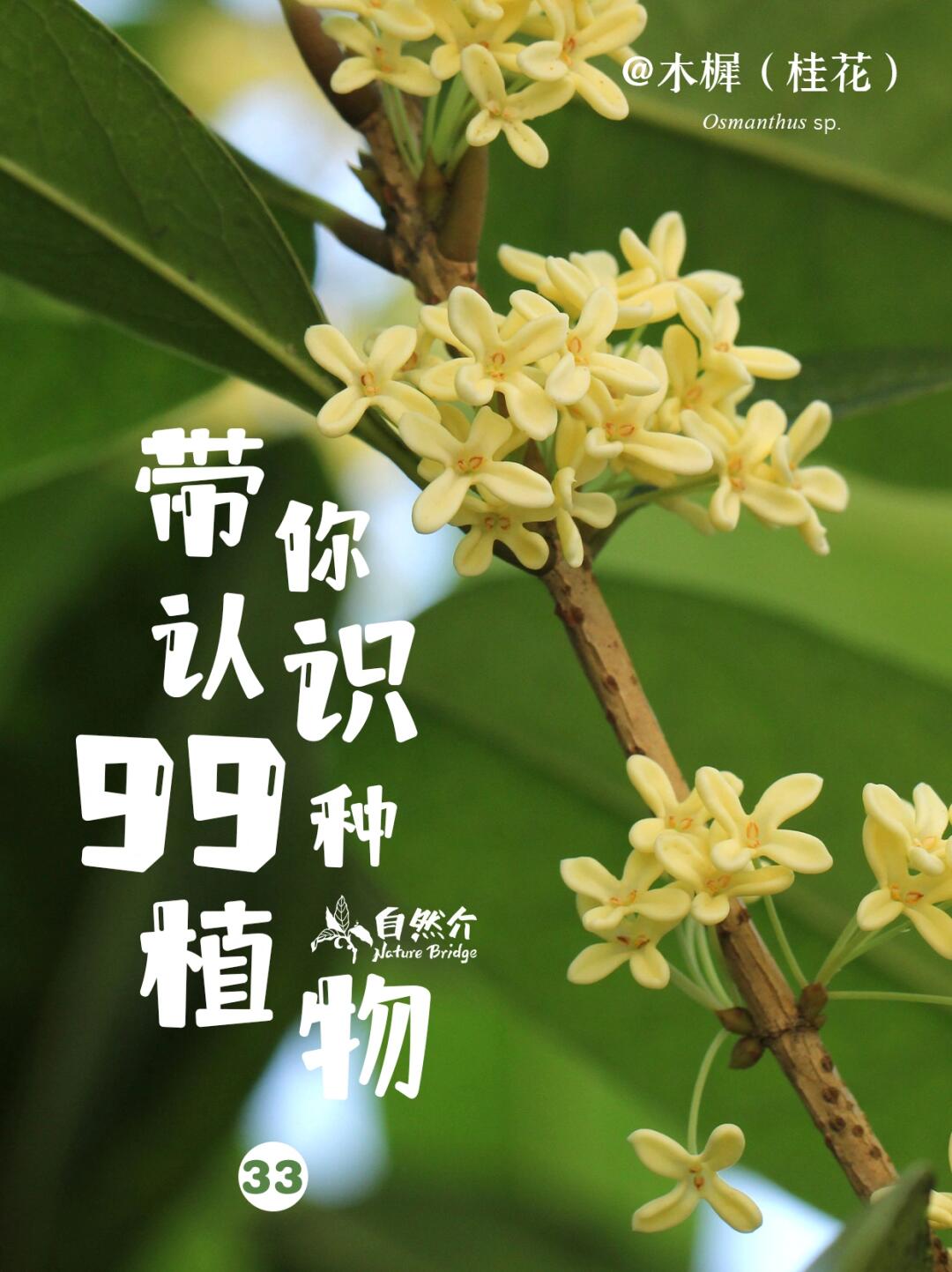 带你认识99种植物