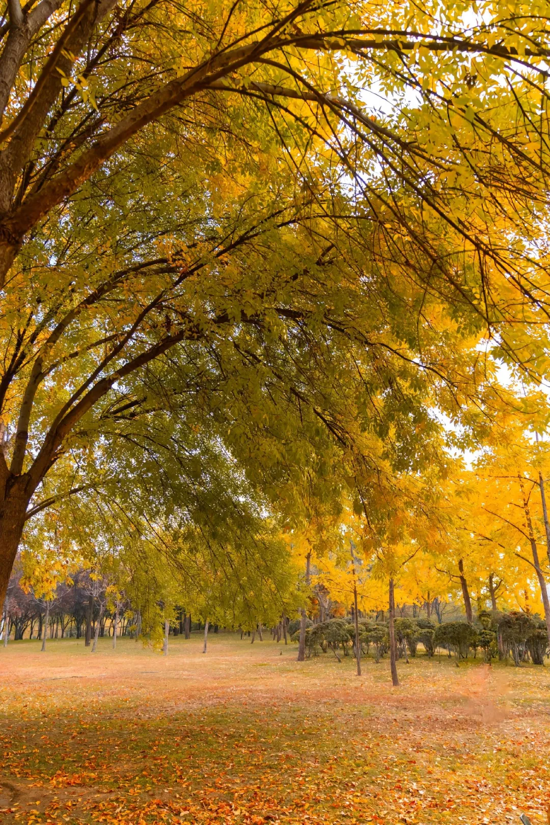 不出市区，就能看到最美的秋天🍂