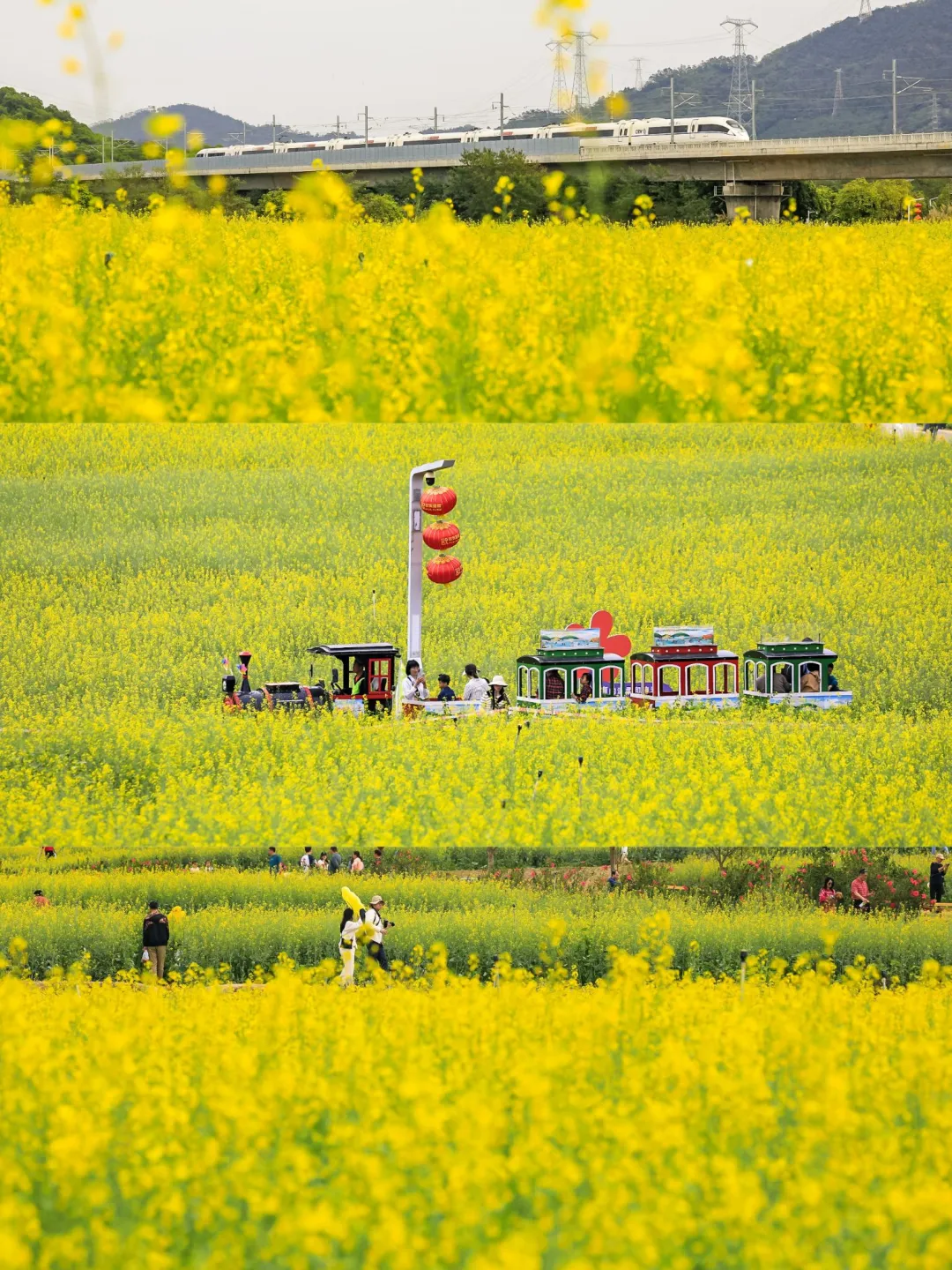 不用去婺源！深圳免费油菜花海就很美🌼