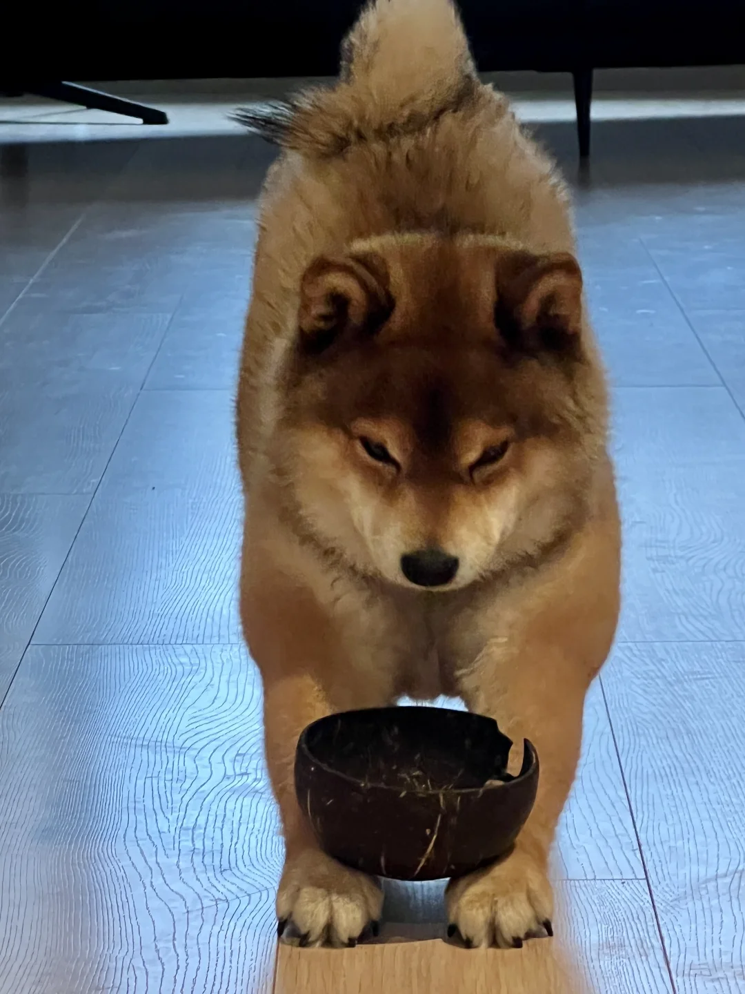 🐶：至少比明年瘦  OK？