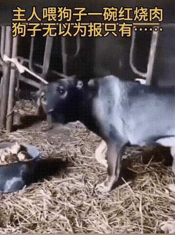 这是我见过最懂事的土狗了[捂脸]
