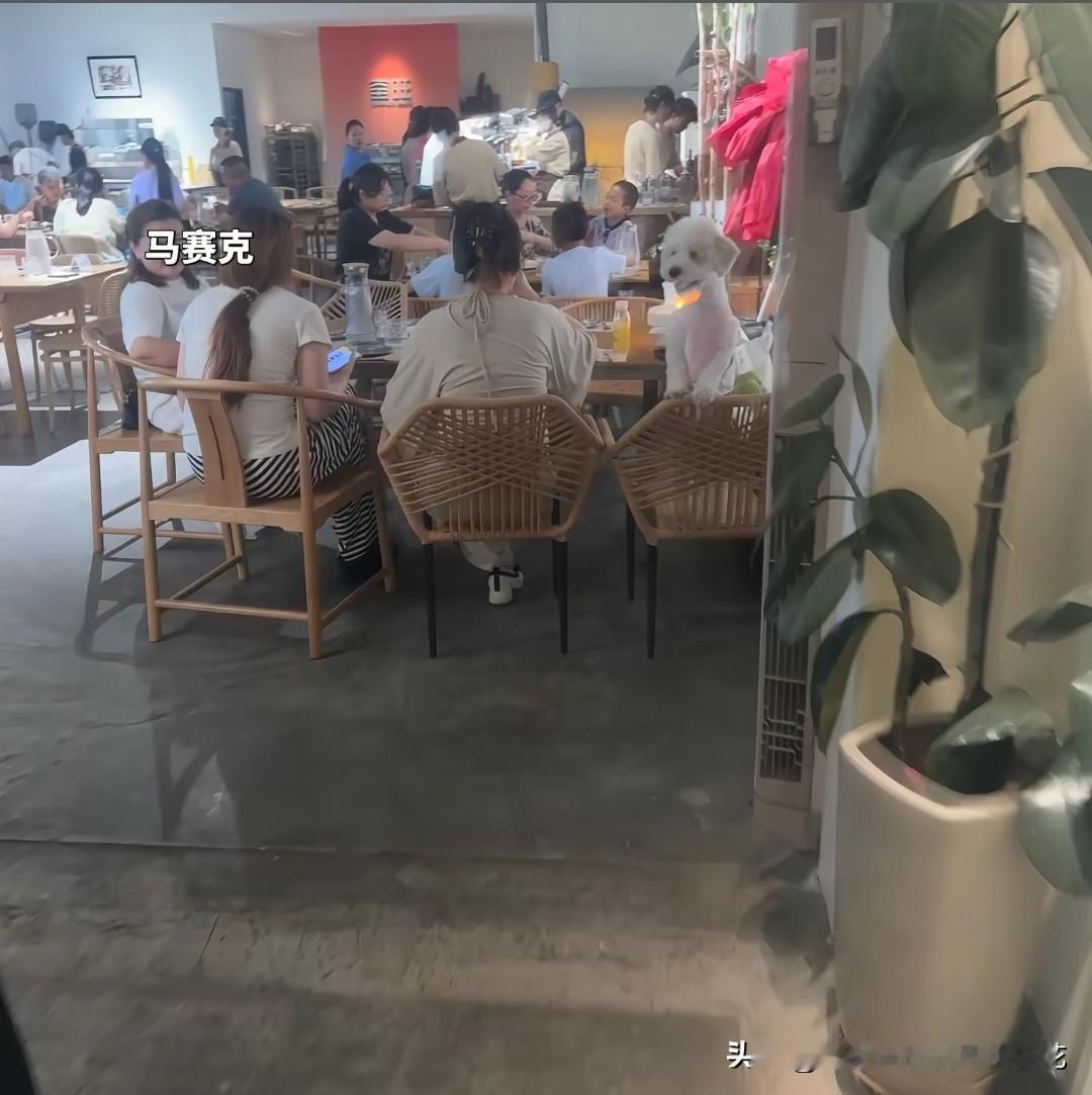 青岛窑旺餐厅内，一只白色泰迪犬堂而皇之地扒在堂食区域的空餐椅靠背上，前爪搭在桌沿