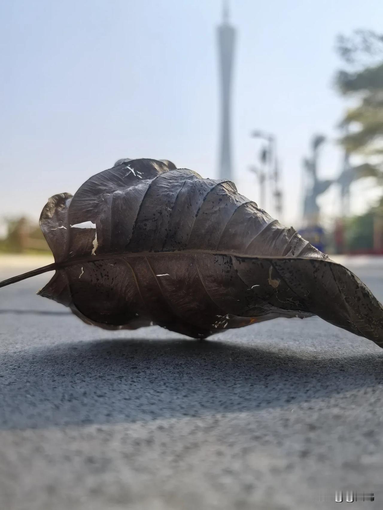 人生恰似枯萎的树叶。
 
初生时鲜嫩，满是希望与憧憬，在枝头迎着阳光舒展。
 