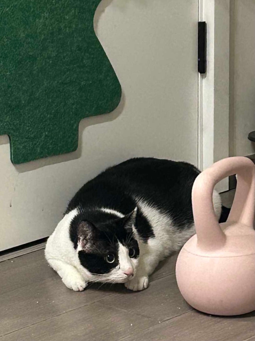 您别添乱了，我埋伏着花猫呢，您那样会暴露我的位置。daily奶牛猫 （投稿：） 