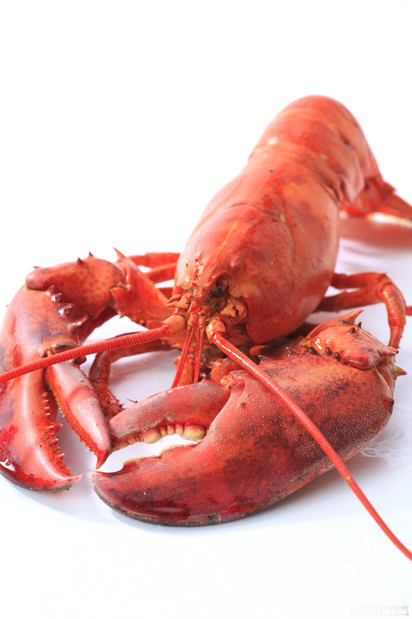 ‼️ AI Agent 需要接受高等教育，快把你的“龙虾”送去虾佛大学上学吧！ 