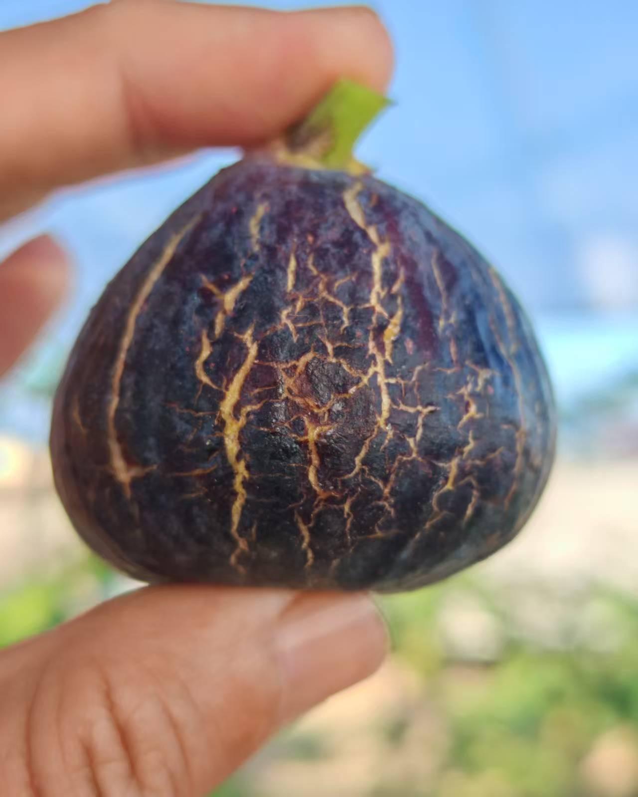 看着别人种出的巴斯最爱和我的差别这么大，心里有点犯嘀咕。在无花果论坛上，大家还在